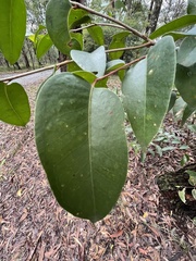 Eucalyptus baileyana