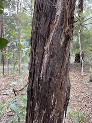 Eucalyptus baileyana