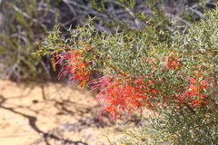 Grevillea dielsiana