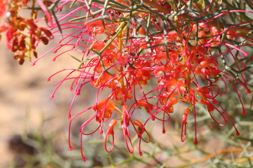 Image of Grevillea dielsiana by (c) Hugo Innes, some rights reserved (CC BY)