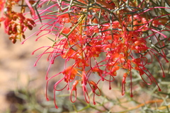 Grevillea dielsiana