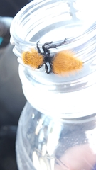 Dasymutilla coccineohirta