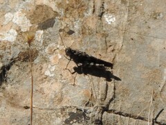 Oedipoda germanica