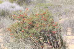 Grevillea dielsiana