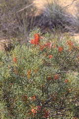 Grevillea dielsiana