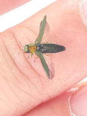 Agrilus smaragdifrons