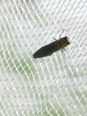 Agrilus smaragdifrons