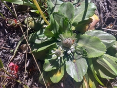 Eryngium humile