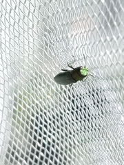 Agrilus smaragdifrons