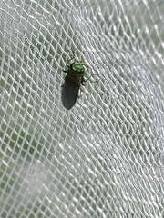 Agrilus smaragdifrons