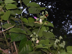 Amphilophium paniculatum