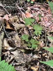 Aconitum noveboracense