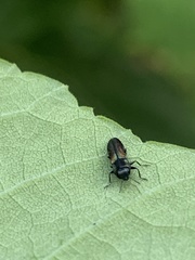 Agrilaxia flavimana