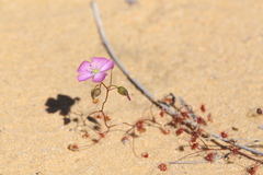 Drosera thysanosepala