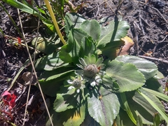Eryngium humile