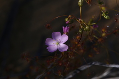 Drosera thysanosepala