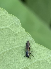 Agrilaxia flavimana