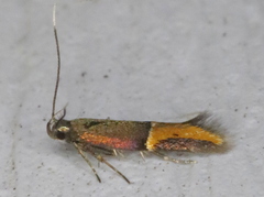 Enchrysa dissectella