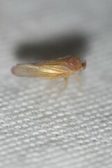 Omolicna
