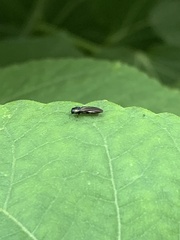 Agrilaxia flavimana