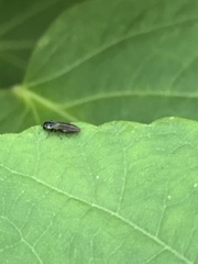 Agrilaxia flavimana
