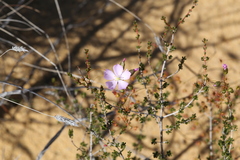Drosera thysanosepala