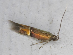Enchrysa dissectella