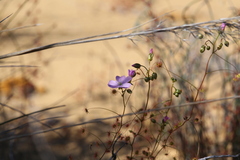 Drosera thysanosepala