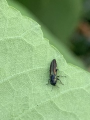 Agrilaxia flavimana