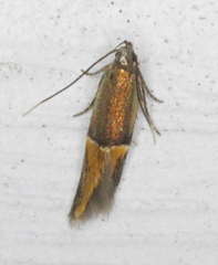 Enchrysa dissectella
