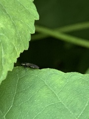 Agrilaxia flavimana