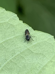 Agrilaxia flavimana