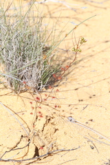 Drosera thysanosepala
