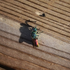 Chrysis terminata