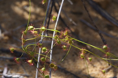 Drosera thysanosepala
