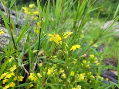Lysimachia hybrida
