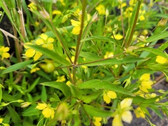 Lysimachia hybrida