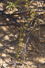 Drosera thysanosepala