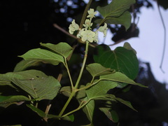 Amphilophium paniculatum
