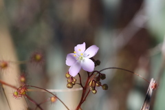 Drosera eremaea