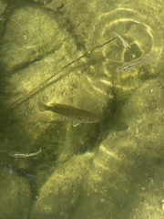 Lepomis cyanellus