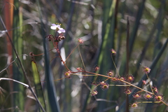Drosera eremaea