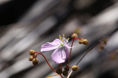 Drosera eremaea