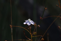 Drosera eremaea