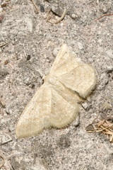 Idaea consanguinaria