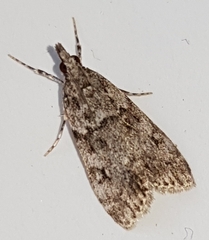 Scoparia basistrigalis
