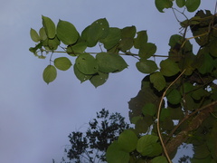Amphilophium paniculatum