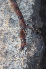 Calamaria linnaei