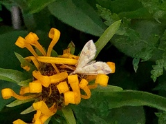 Choristostigma plumbosignalis