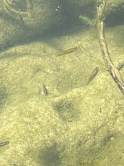 Xiphophorus variatus